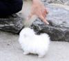 Puppies for sale Estonia, Sillamyae Pomeranian Spitz