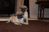 Puppies for sale Malta, Valletta Pug