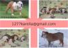 Puppies for sale Russia, Petrozavodsk English Bulldog