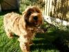 Puppies for sale Malta, Valletta Golden Retriever