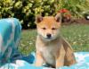 Puppies for sale Malta, Valletta Shar Pei