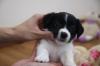 Продам щенка Россия, Омск, Омская область Джек-рассел-терьер