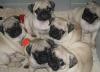 Puppies for sale Malta, Valletta Pug