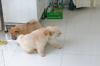 Puppies for sale Malta, Valletta Chow Chow