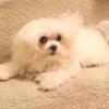 Puppies for sale USA, Georgia, atlanta Maltese