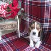 Dogs free Azerbaijan, Sumgait Beagle