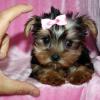 Dogs free Turkmenistan, Dashoguz Yorkshire Terrier
