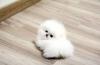 Puppies for sale Armenia, Gyumri Papillon and Phalene