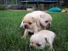 Puppies for sale Latvia, Ogre Pug