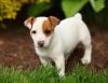 Puppies for sale Finland, Kuopio Jack Russell Terrier