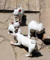Puppies for sale USA, Florida, Jacksonville Chihuahua