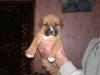 Продам щенка Украина, Киев Американский стаффордширский терьер