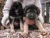 Продам щенка Украина, Полтава Немецкая овчарка