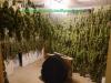 Veterinary Services Azerbaijan, Lankaran High quality marijuana strains,white