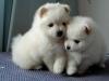 Puppies for sale USA, New York, 10469 Pomeranian Spitz, Pomeranian