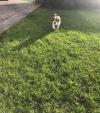 Puppies for sale USA, Texas Beagle