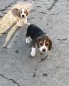 Puppies for sale USA, Texas Beagle