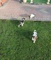 Puppies for sale USA, Texas Beagle