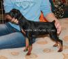 Puppies for sale Belarus, Minsk Miniature Pinscher