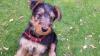 Puppies for sale Poland, Czestochowa Airedale