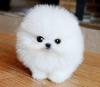 Puppies for sale Latvia, Madonna Pomeranian Spitz