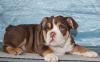 Puppies for sale Malta, Valletta English Bulldog, KC Reg. English Bulldog Puppies For Sale