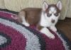 Puppies for sale Czech Republic, Prague Haski, !Blue Eyes Pure Siberian Husky Pups for sale
