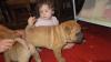 Puppies for sale Malta, Valletta Shar Pei, puppies