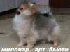 Продам щенка Россия, Йошкар-Ола Шпиц