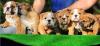 Puppies for sale Slovenia, Skopje English Bulldog, l