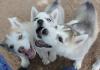 Puppies for sale Hungary, Budapest Haski