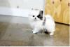 Puppies for sale Armenia, Armenia Pomeranian Spitz