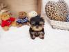 Puppies for sale Georgia, Georgia Pomeranian Spitz