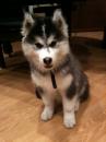 Puppies for sale Spain, Gijon Haski