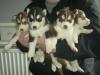 Puppies for sale Canada, Alberta Haski