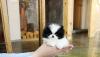 Puppies for sale Finland, Lapperanta Pomeranian Spitz