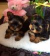 Puppies for sale Greece, Athens , Teacup Yorkie puppies