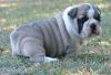 Puppies for sale Moldova, Bender , English bulldog puppies  