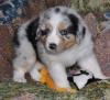Puppies for sale United Kingdom, London , Australian shepherd puppies