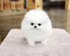 Puppies for sale Greece, Athens , Teacup Pomeranian puppies