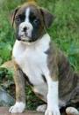 Puppies for sale Greece, Piraeus , Boxer puppies