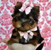 Puppies for sale Malta, Valletta , Teacup Yorkie puppies
