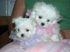 Puppies for sale Poland, Gdynia ,  Tiny Maltese puppies 