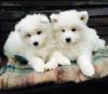 Puppies for sale Czech Republic, Bratislava , Samoyed puppies