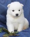Puppies for sale USA, Alabama , Samoyed  puppies 