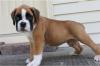 Puppies for sale Greece, Larissa Boxer