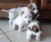Puppies for sale Sweden, Goteborg , Jack Russell puppies