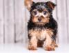 Puppies for sale Ireland, Dublin , Teacup Yorkie puppies