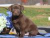Puppies for sale Malta, Valletta Labrador