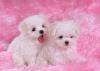 Puppies for sale Czech Republic, Olomouc , Toy Tiny Maltese puppies